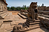 Mamallapuram - Tamil Nadu. The Shore Temple. The sculpture of Durga lion with the goddess seated on the right hind leg. 